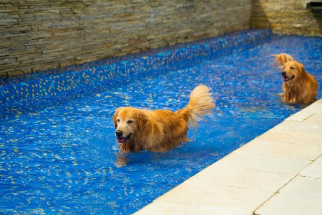 Surya-Pan Refúgio Hotel - Super Pet Friendly — photo 16
