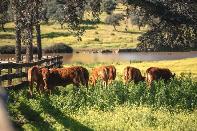 Alojamiento Rural Finca Barral — photo 8
