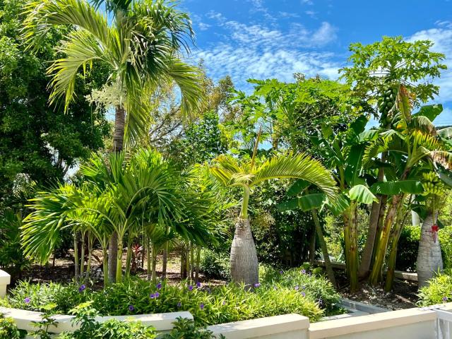 Extra spacious oceanview condo 5 min from pristine beach — photo 14