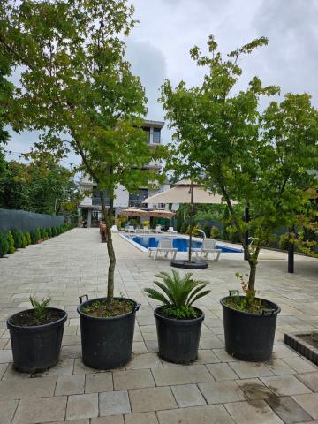 Green Terrace — photo 18