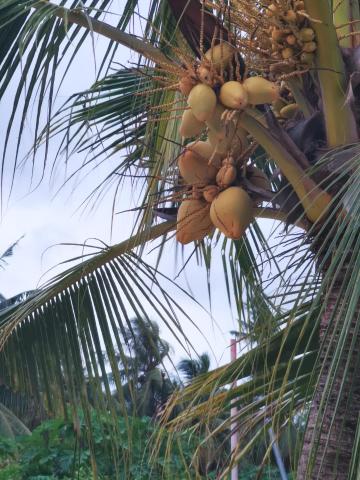 Beach Lily Dhigurah — photo 7