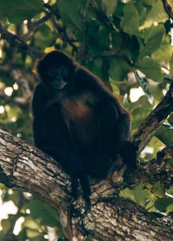 Ranchos de Chalia Panama — photo 11