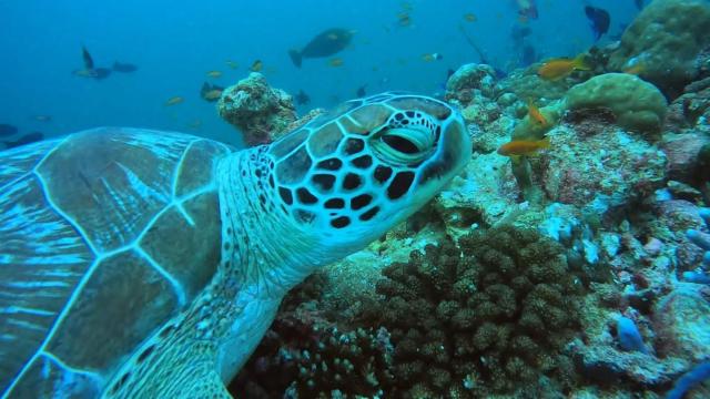 Paradise by Rashuthere Maldives — photo 4