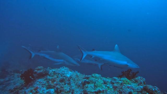 Paradise by Rashuthere Maldives — photo 13