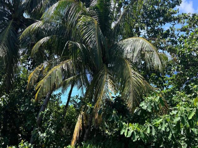 Dhoadhi Beach Maldives — photo 21