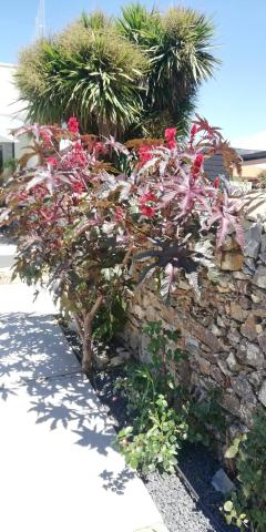 CANTINHO D'AVÓ - Apúlia — photo 20