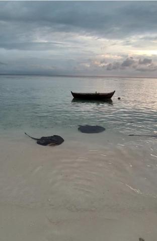SWIMS Maldives — photo 11