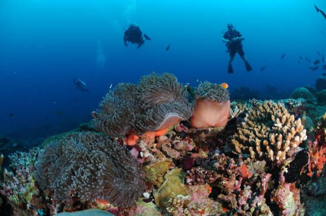 Dive Villa One Ocean — photo 24