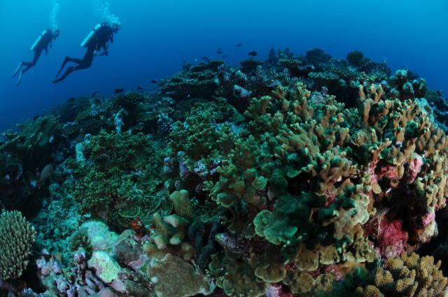 Dive Villa One Ocean — photo 23