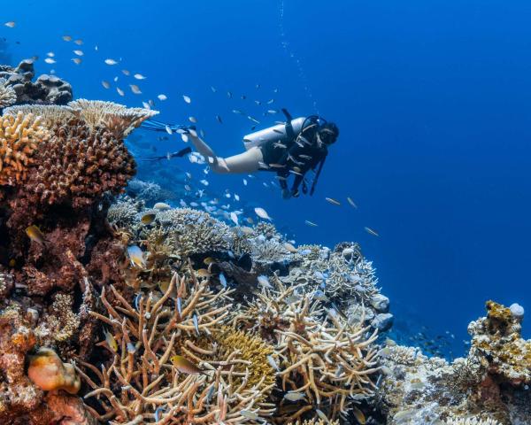 Park Hyatt Maldives Hadahaa — photo 21