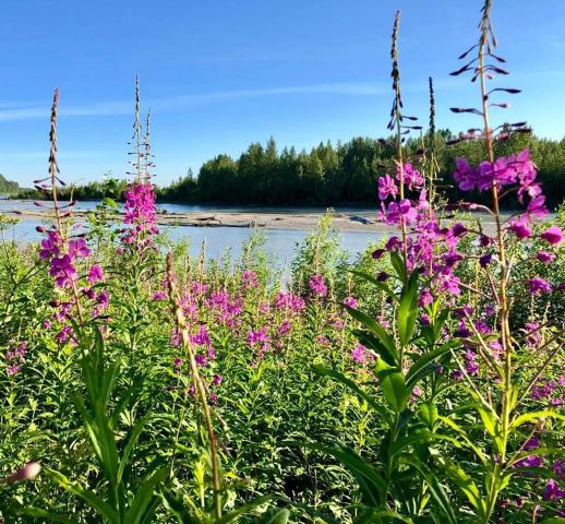 Riverside Cabins at Susitna River Lodge — photo 9