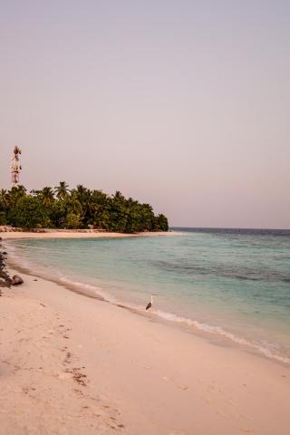 BLACK PEARL Himandhoo — photo 18