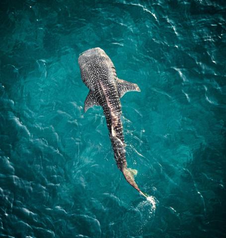 Whale Shark Boutique — photo 10