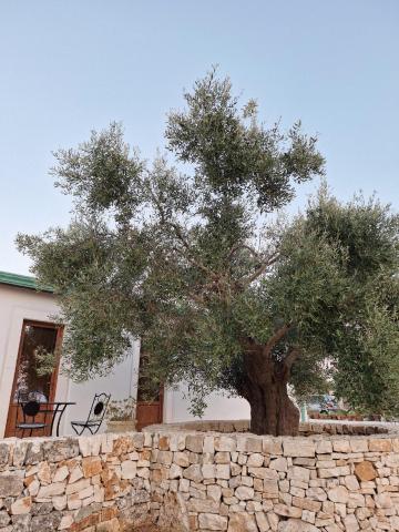 Resort Masseria Cecato — photo 7