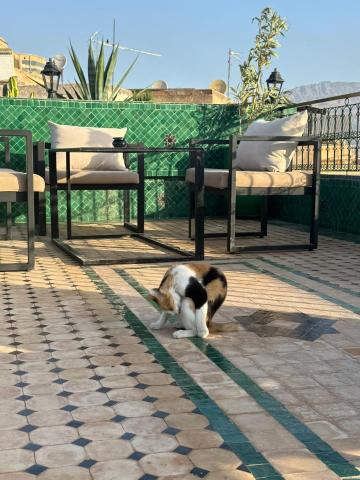 Riad Citronnier & Spa — photo 19