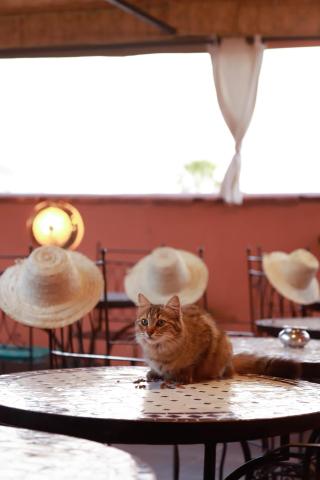 Riad Allal — photo 6