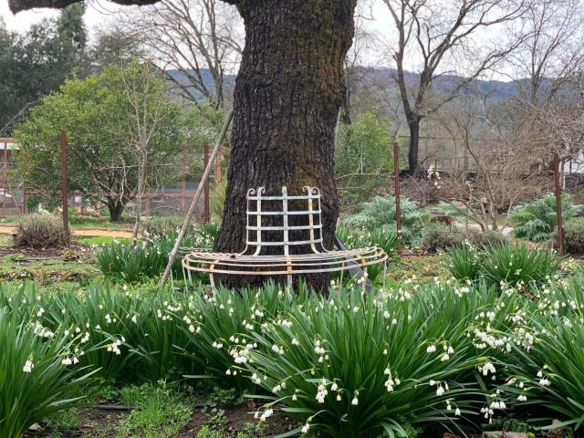 Napa Farmhouse Inn — photo 17