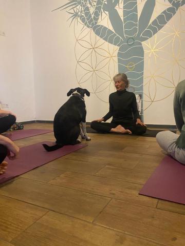 Acoran Family Ocean View Guest House With Daily Yoga Practice Included North Gran Canaria PRIVATE ROOM PET FRIENDLY — photo 16