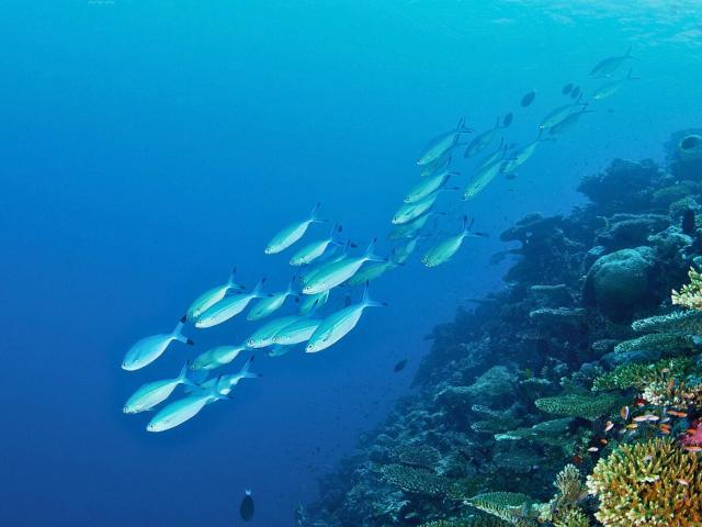 Bougain Villa Gemanafushi — photo 15
