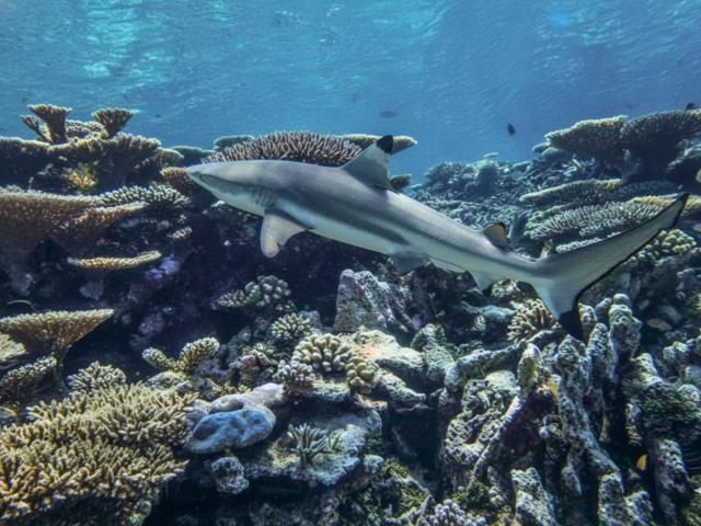 Bougain Villa Gemanafushi — photo 12