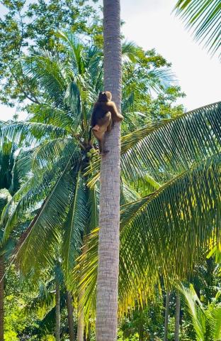 Secret Palm — photo 22