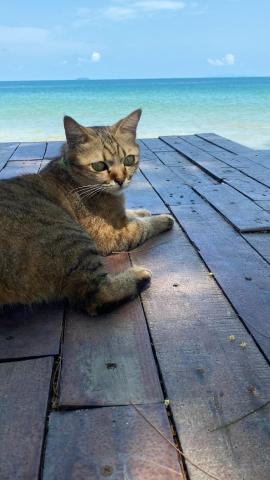 Coconut Lanta Resort @Klong Dow beach — photo 24