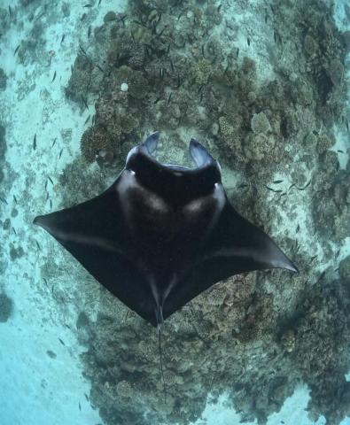 Omadhoo Inn — photo 9