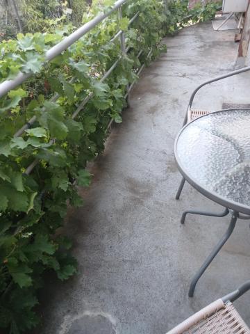 Hotel White Neptun Georgia Tbilisi — photo 12