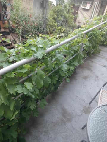 Hotel White Neptun Georgia Tbilisi — photo 15