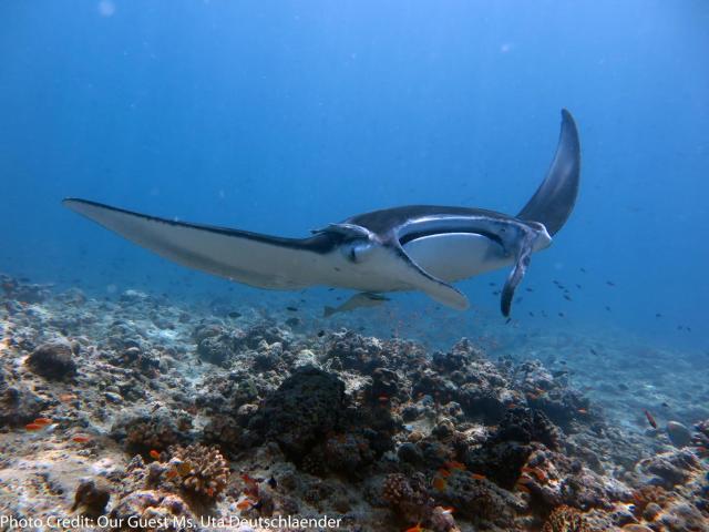 Boutique Beach All Inclusive Diving Hotel — photo 4
