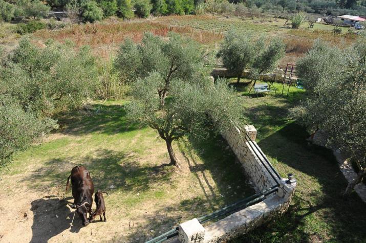 Ammos Zante Villas