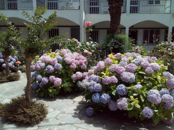 Margarita Apartments