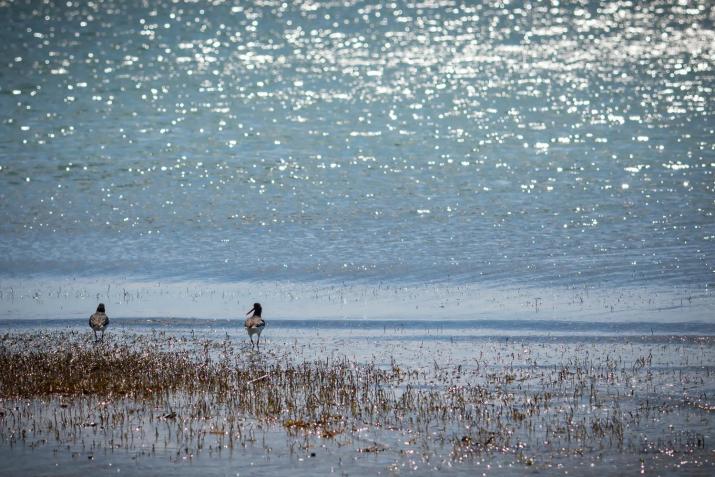 Koronisia Apartments