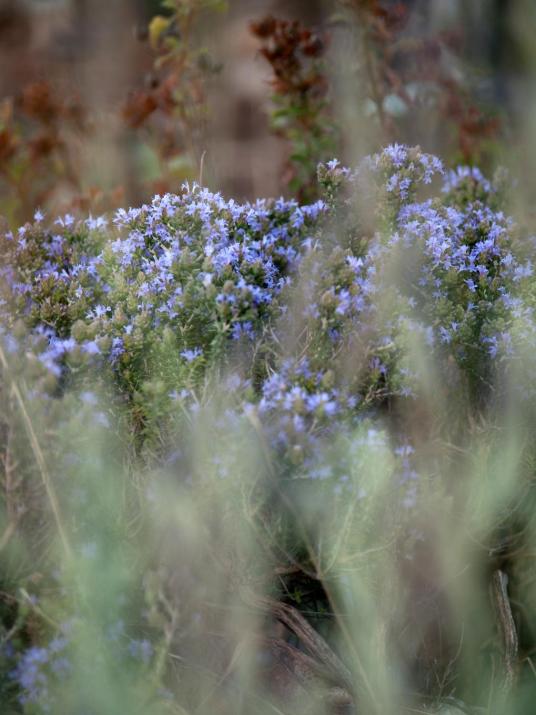The Garden of Zephyrus - West