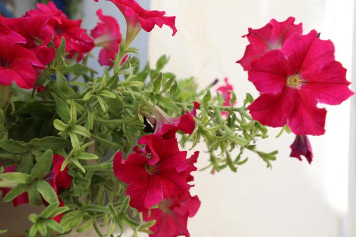 Dimitra Boutique Hotel