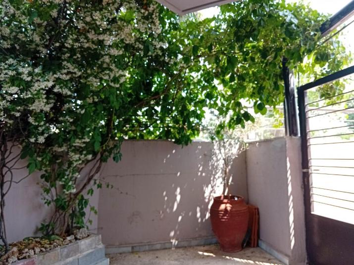 Stella’s Jasmine