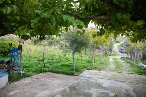 Vineyard Vathis