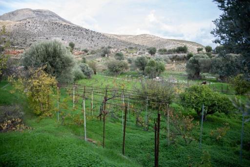 Vineyard Vathis
