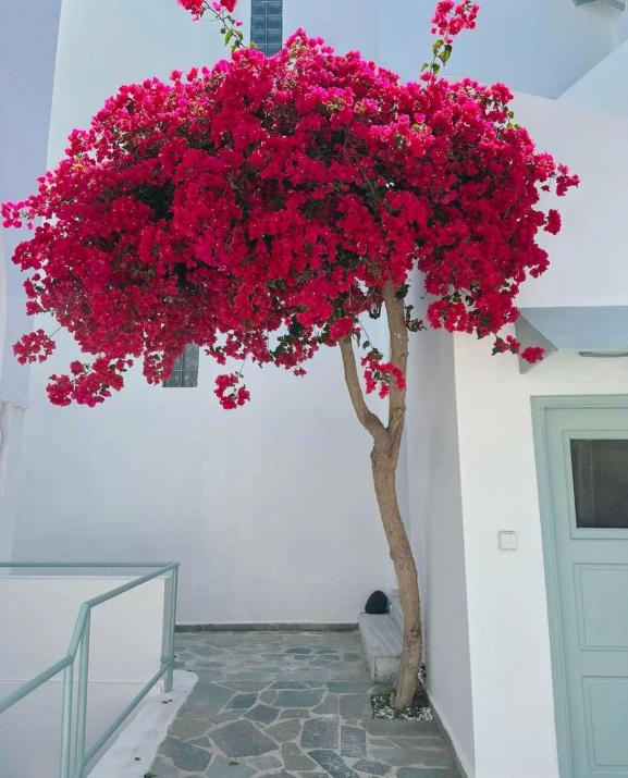 Lefkothea Hotel