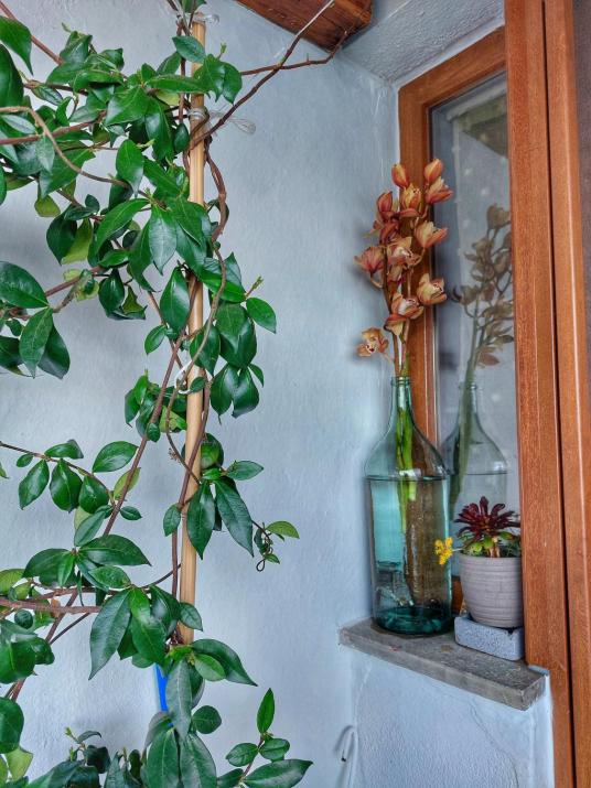 To giataki tou pappou