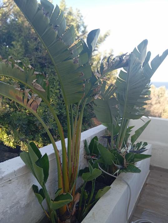 Queens Luxury Glamping