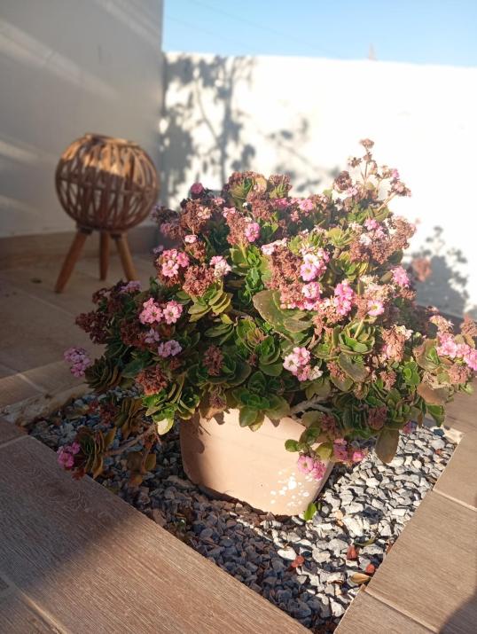 Queens Luxury Glamping