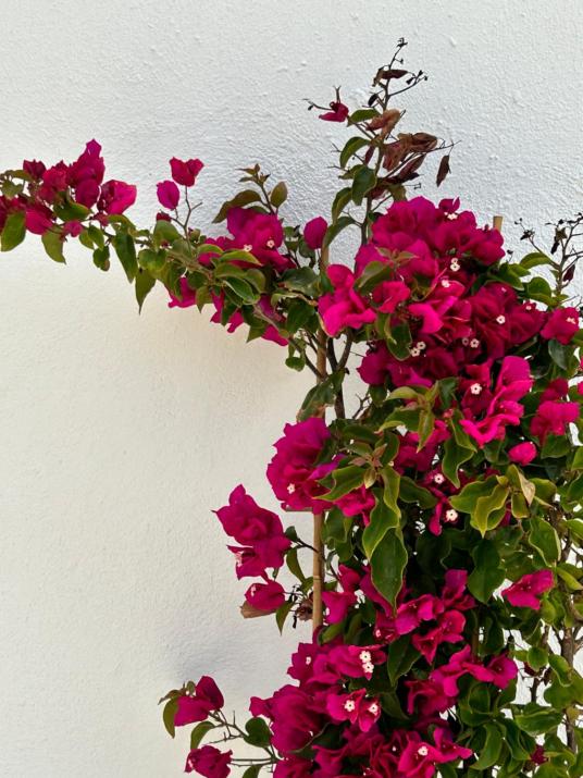 Delight Apartments suites