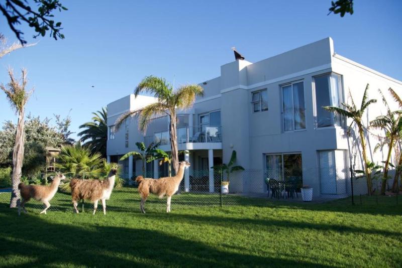 Lamabeach city farm — забронировать отель в Кейптауне