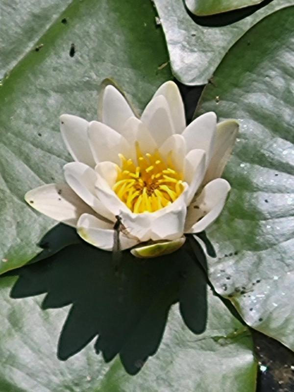 Цены на Dhamma-Retreat in Berlin в Берлине