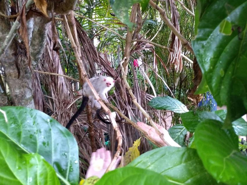 Pousada Ximango de Alter do Chão