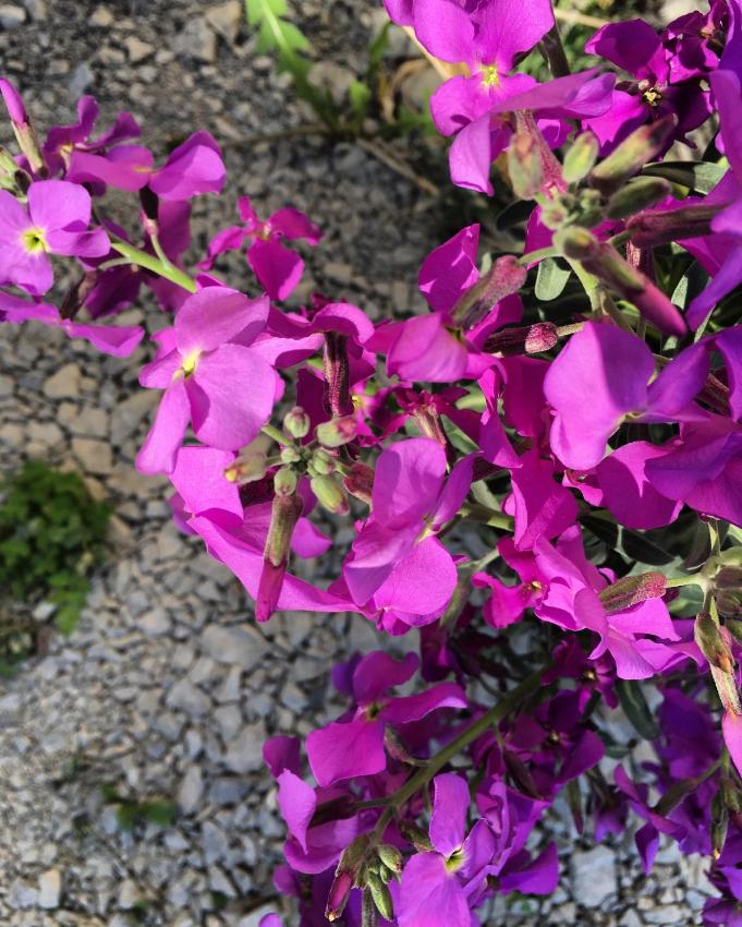 Hôtel Restaurant Douce France