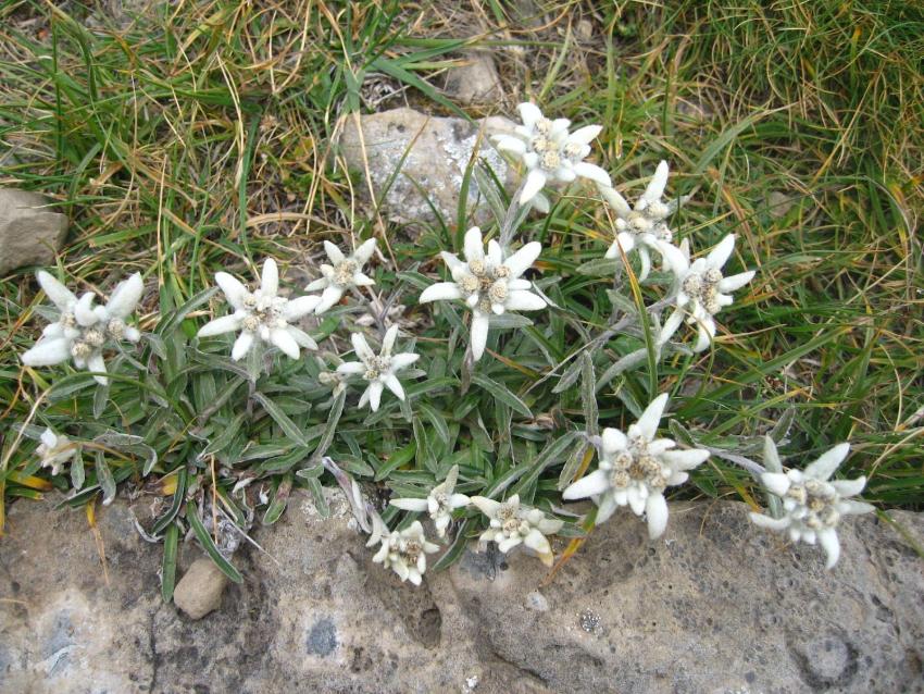 Camping El Jabalí Blanco