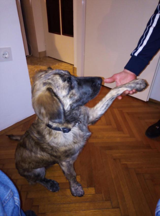 Apartments Placovici