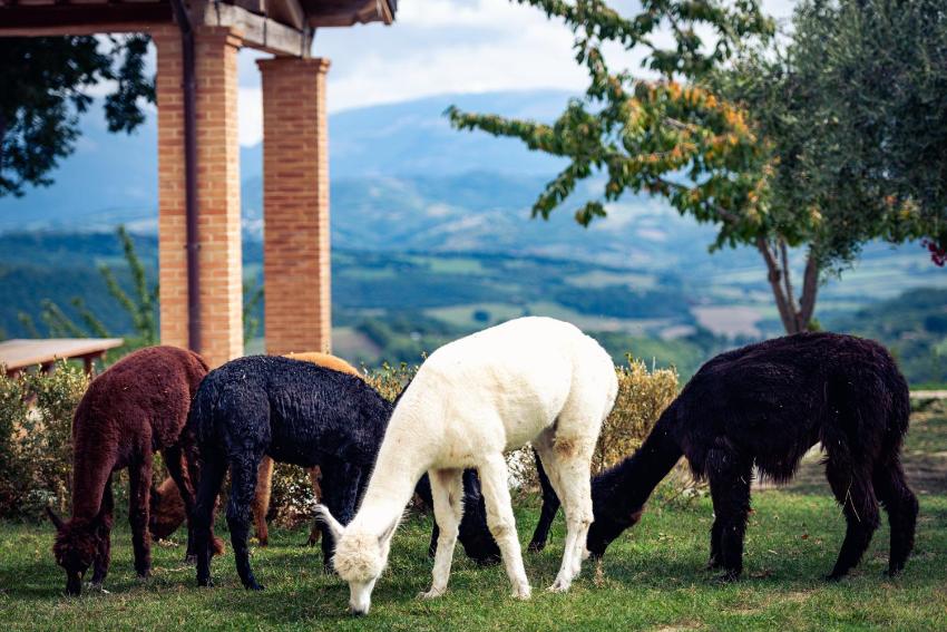 Agriturismo Il Beccafico Alpaca
